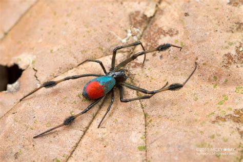 red and blue spider